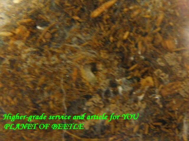 〇その後のリンビン＼(^o^)／