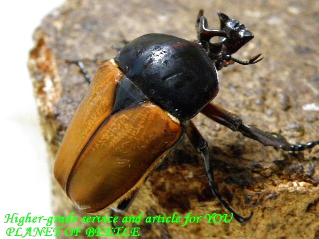 〇週末限定お買い得＋ポイント5倍＼(^o^)／