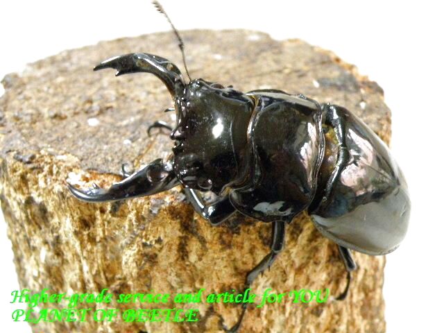 〇本日15日が最終日＼(^o^)／