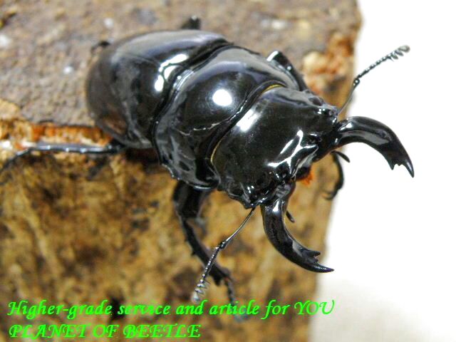 〇新着レギウスお買い得品＼(^o^)／