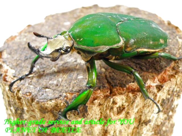 〇トルクアタ完品ペア＼(^o^)／