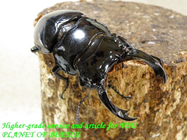 〇新着レギウス＋お買い得＼(^o^)／