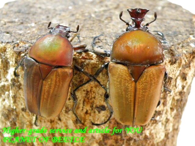 〇ブラウンプレウス＼(^o^)／