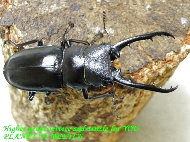 〇29日は最終日＼(^o^)／