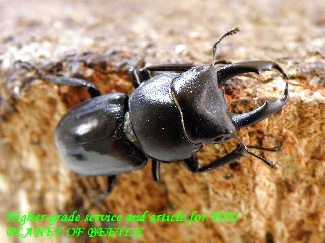 〇各種後食確認しています＼(^o^)／