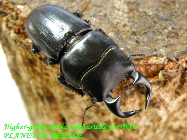 〇週末はポイント5倍+お買い得品＼(^o^)／