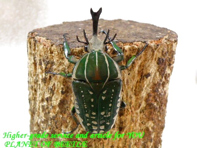 〇本日5日まで＼(^o^)／