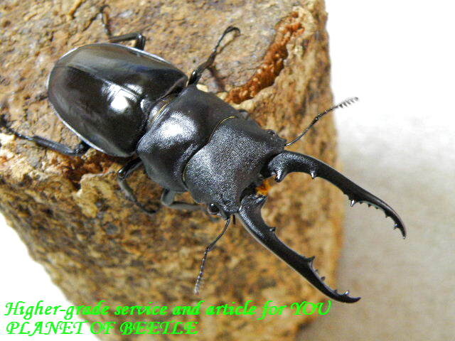 〇天然ヘクサスリウス ヴィタリスssp＼(^o^)／