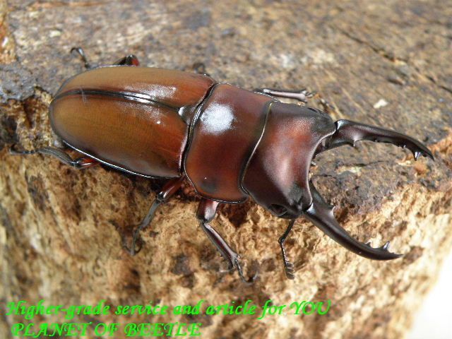 〇新着順次掲載中＼(^o^)／