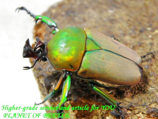 〇週末はポイント5倍＼(^o^)／