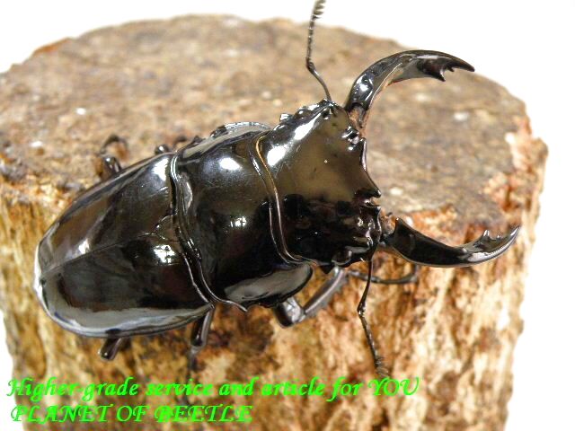 〇新着レギウス掲載しました＼(^o^)／