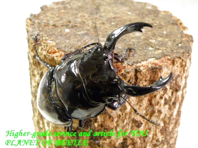 〇お買い得スタートレギウス＼(^o^)／