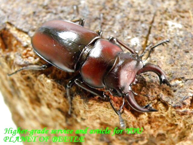 〇人気のファベール追加掲載＼(^o^)／