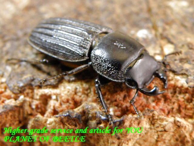 〇ミント♂実物画像＼(^o^)／