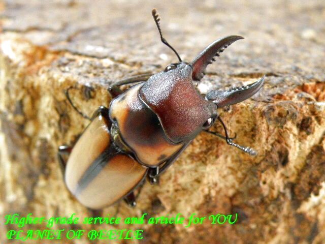 〇会員限定＋PayPayジャンボ+ポイント5倍＼(^o^)／