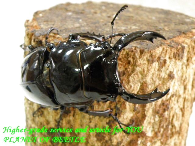 〇ポイント5倍最終日＼(^o^)／