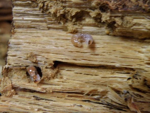 〇その後のリンビンVol.2＼(^o^)／