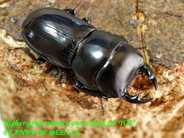 〇引き続きGWpremium！＼(^o^)／