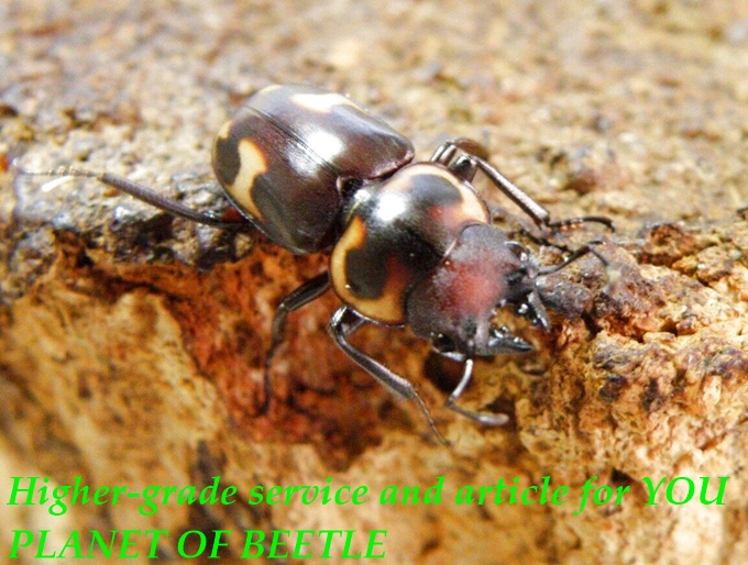 〇ヴァリエガトゥスを最新画像に＼(^o^)／