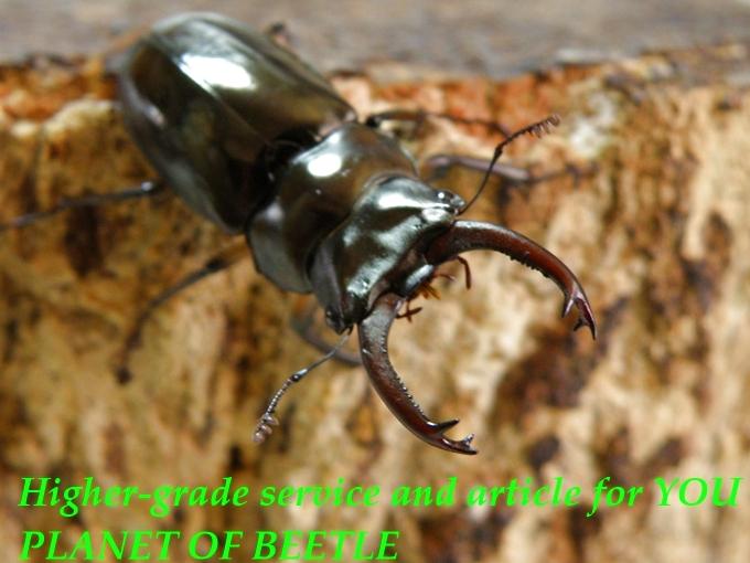 〇新着ミャンマーPutao＋チベットMotuo便＼(^o^)／