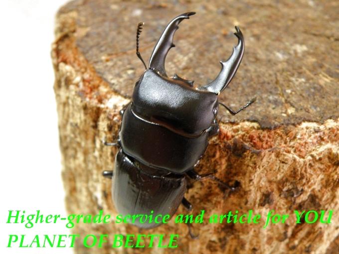 〇ポイント5倍最終日＼(^o^)／