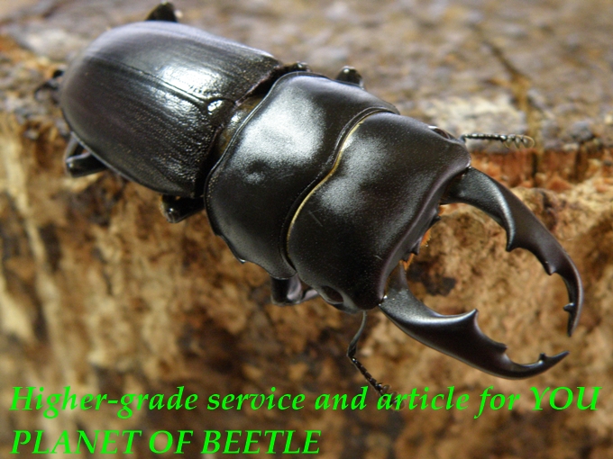 〇15％オフ最終日＼(^o^)／