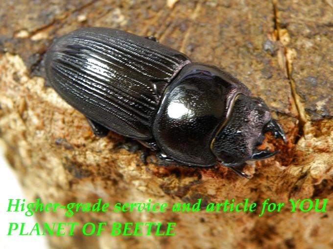 〇四川D.ラエビドルシスをトリオで＼(^o^)／