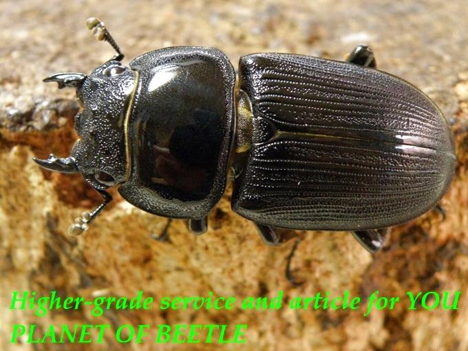 〇D.クルビデンスを最新画像に＼(^o^)／