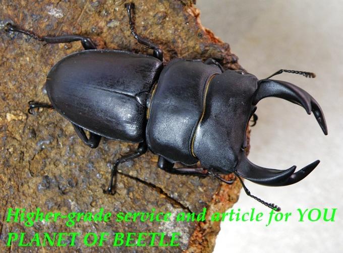 〇週末はポイント5倍＼(^o^)／