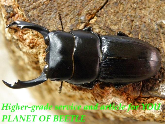 〇雲南D.ヒルティコルニス＼(^o^)／