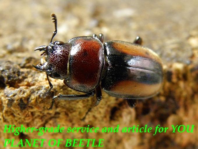 〇P.エステーラ♀単品＼(^o^)／