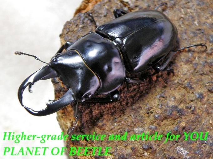 〇希少メトク・ネパレンシス＼(^o^)／