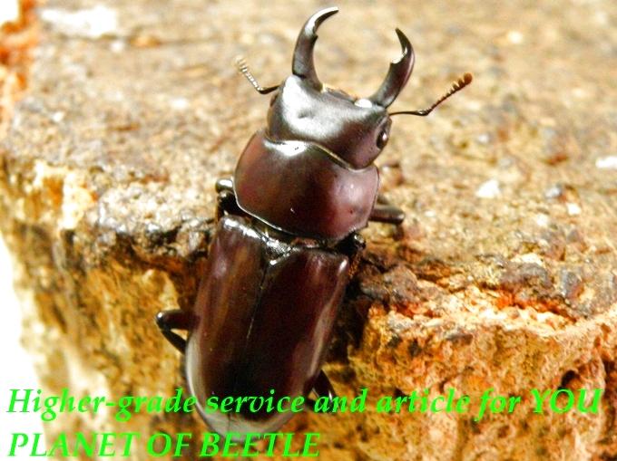 〇メトク・D.ウォード＼(^o^)／