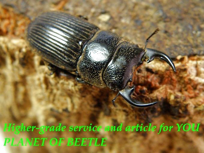 〇F4アエグス ヤンソン＼(^o^)／