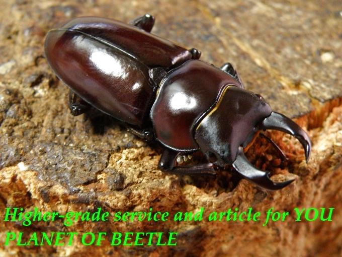 〇連休は各種生体10％オフ＼(^o^)／