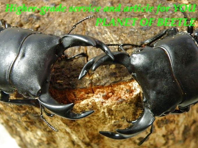 〇生体各種10％オフ＼(^o^)／