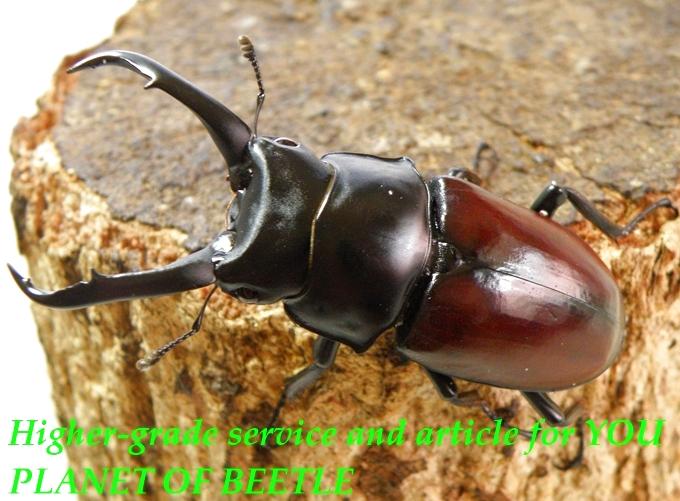 〇引き続き生体割引クーポン＼(^o^)／