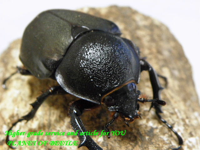 9/15カオヤイ産アトラスオオカブト♀54mm完品・単品 - PLANET OF BEETLE