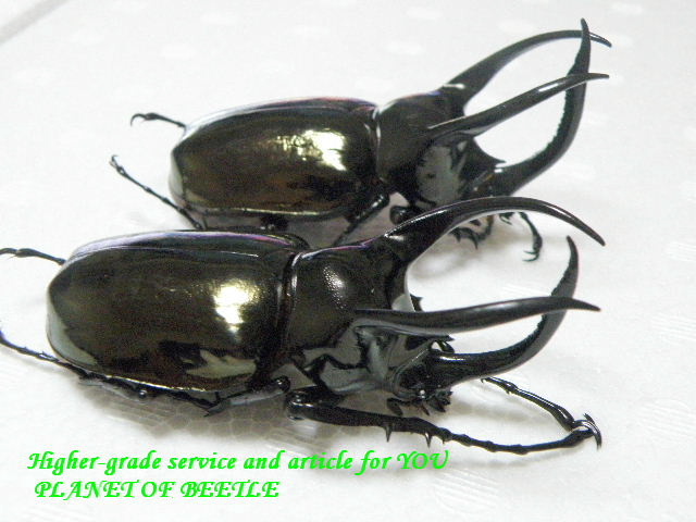 9/15カオヤイ産アトラスオオカブト♀54mm完品・単品 - PLANET OF BEETLE