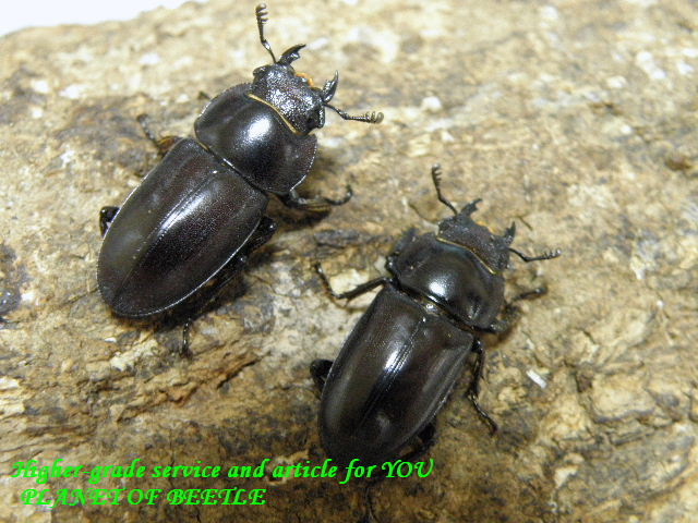 8/22天然・広西グラキリスノコギリ♂47mm♀22mm♀21mmトリオ - PLANET OF BEETLE