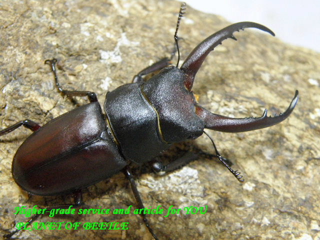 8/22天然・広西グラキリスノコギリ♂47mm♀22mm♀21mmトリオ - PLANET OF BEETLE