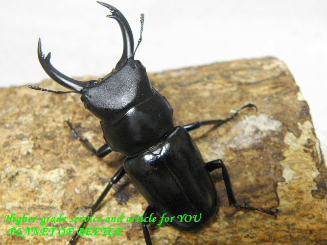 8/22天然ヤマダクワガタ♂51mm♀32mm完品ペア - PLANET OF BEETLE