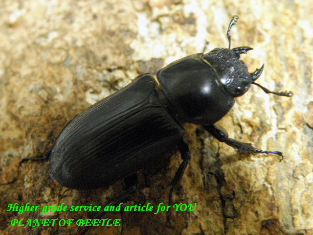 8/29天然ツノボソオオクワ♂39mm♀24mmペア - PLANET OF BEETLE