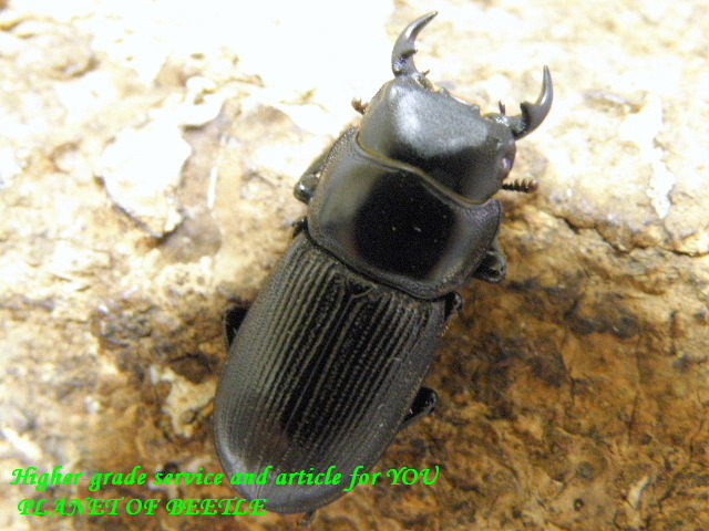 8/29天然セスジオオクワ♂23mm♀22mmペア - PLANET OF BEETLE