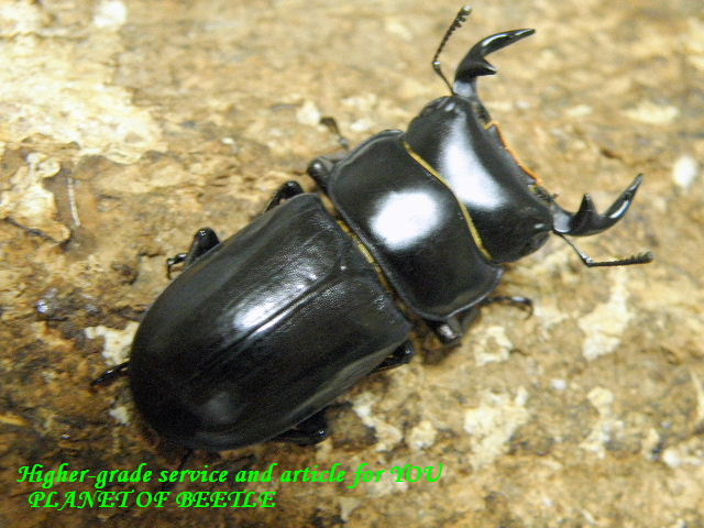 8/29天然ツノボソオオクワ♂39mm♀24mmペア - PLANET OF BEETLE