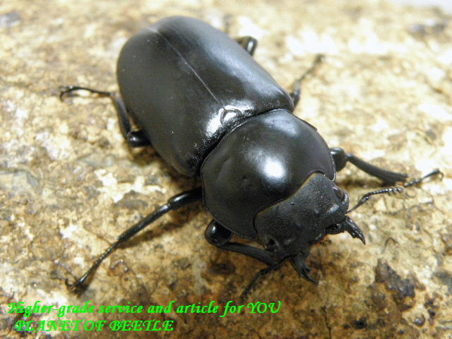 8/29天然ヤマダクワガタ♂40mm♀38mmペア - PLANET OF BEETLE