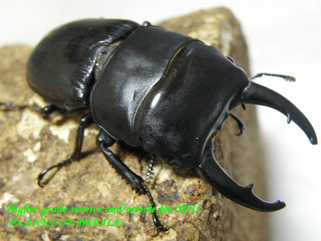 台湾・天然ミワヒラタ♂56mm♀32mmペア - PLANET OF BEETLE