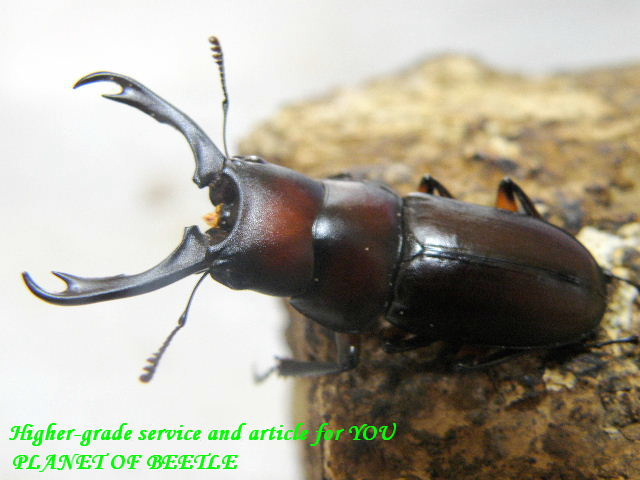 8/8桃園産天然ウスバクワガタ♂33mm♀20mmペア - PLANET OF BEETLE