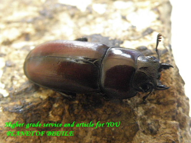 8/8桃園産天然ウスバクワガタ♂33mm♀20mmペア - PLANET OF BEETLE