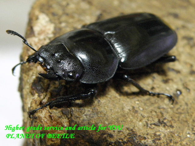 超希少！11/20天然ビキヌス(フッケン)コクワ♂41mm♀33mmペア - PLANET OF BEETLE